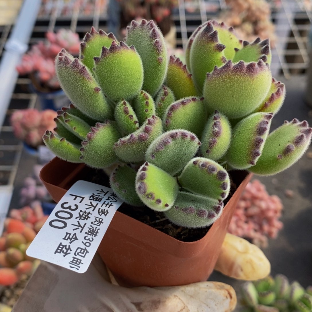 熊300/7cm多肉多肉