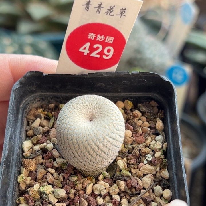 实生小人帽2.1cm一棵仙人球