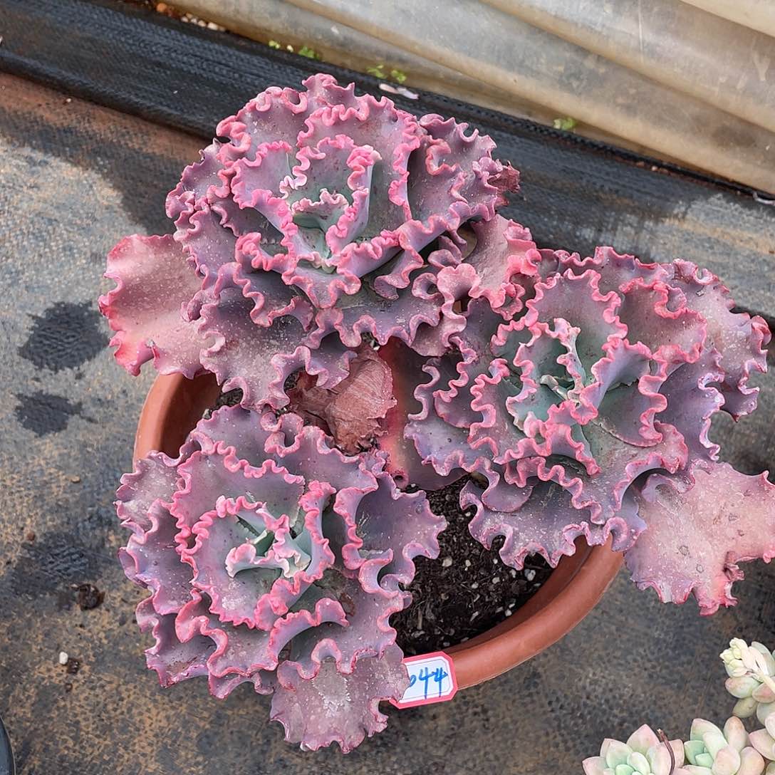 包菜1044 晓晓一物一拍