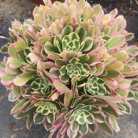 多肉植物大白凤58