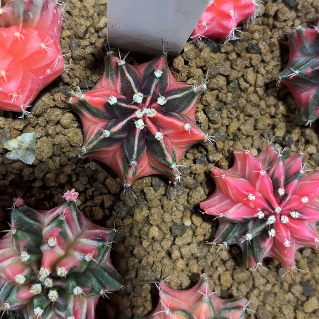 13-0804泰国发货多肉