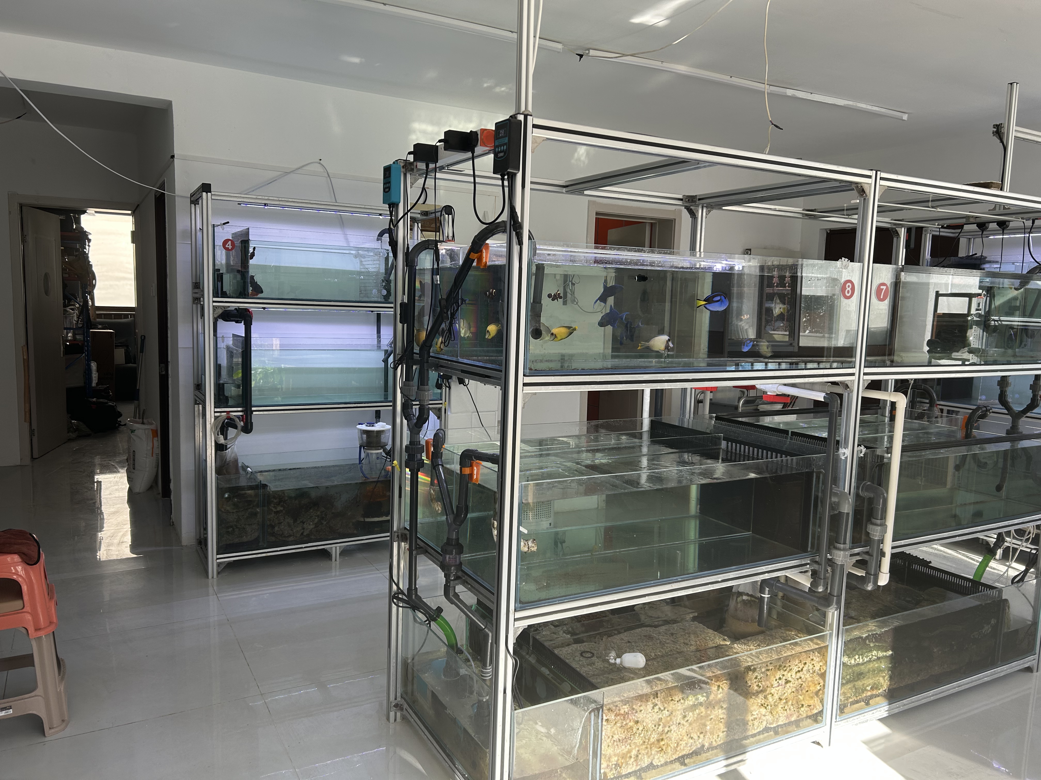 直播间专拍补差价链接海水观赏鱼活体