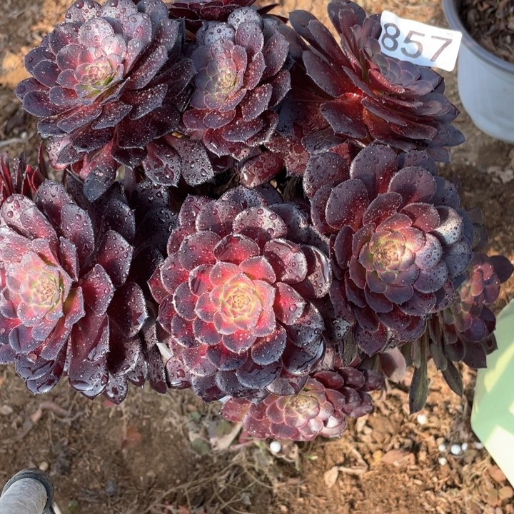 857多肉植物黑铜中斑