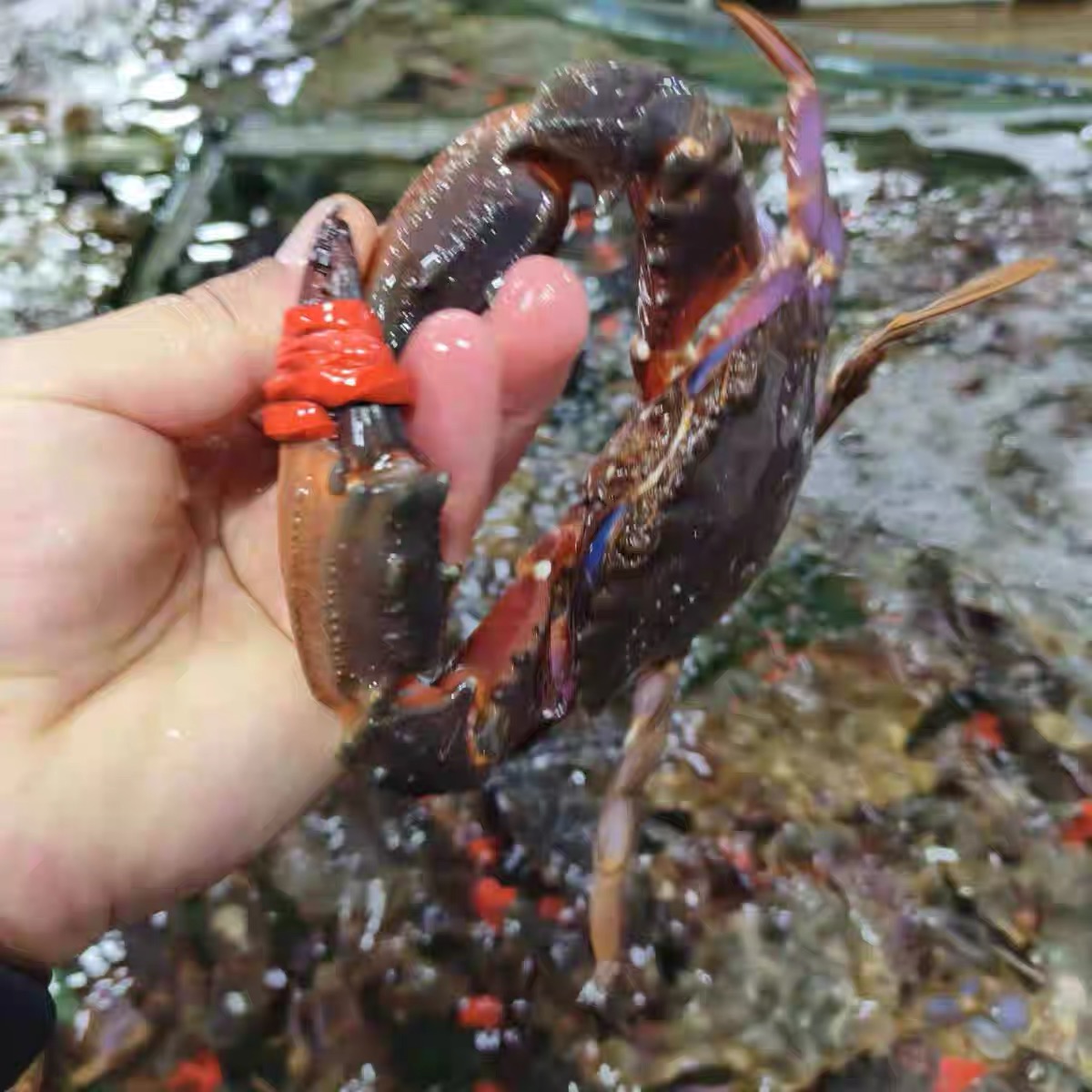 【小林盛成】大连本地赤甲红 直播特价福利品 顺丰冷链 保鲜不保活