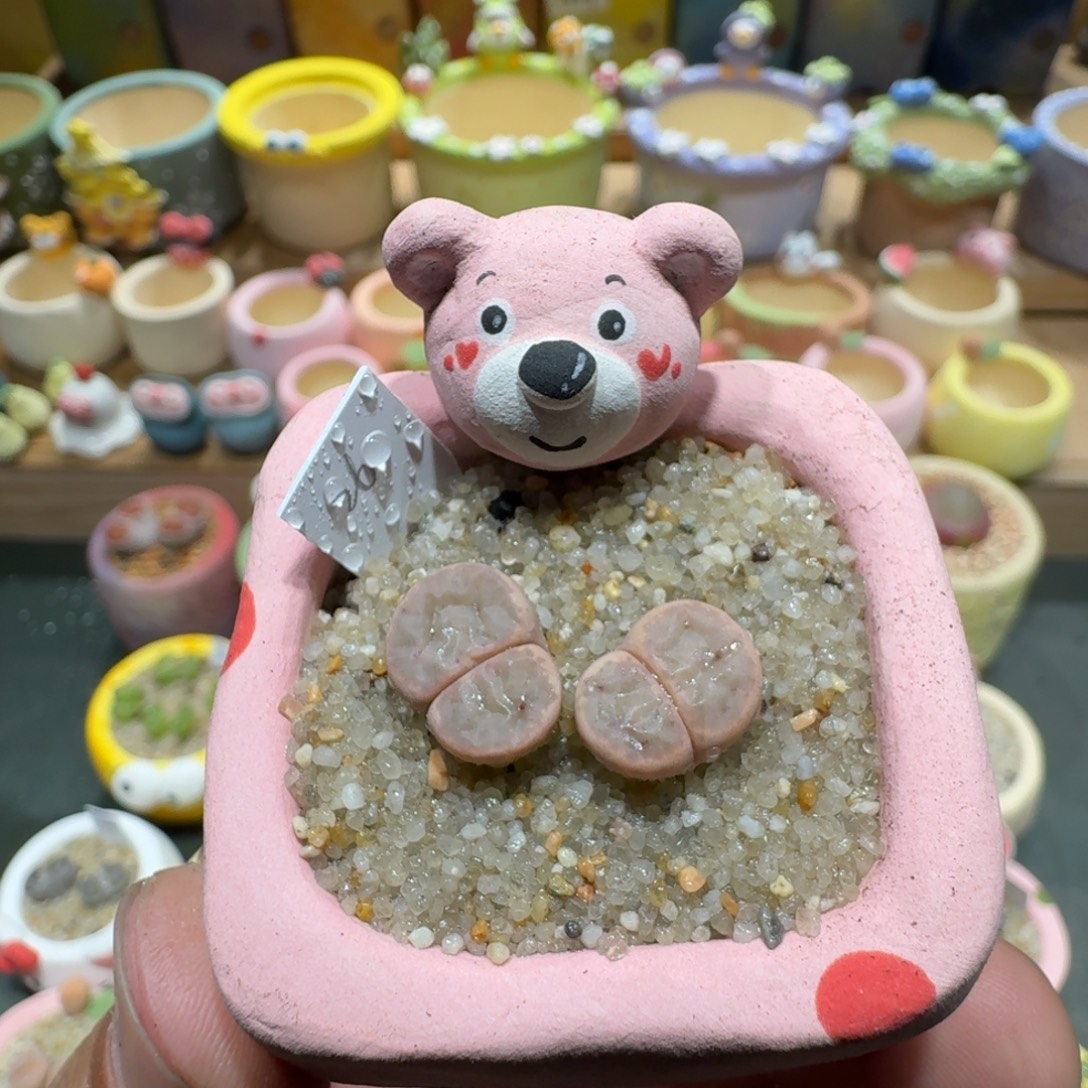 蘑菇1226草莓惜春多肉植物