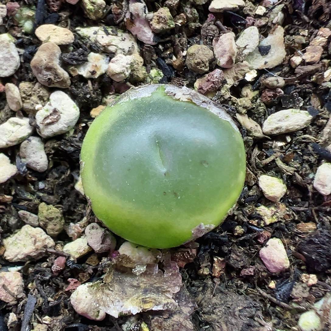 718拉登带盆土发货