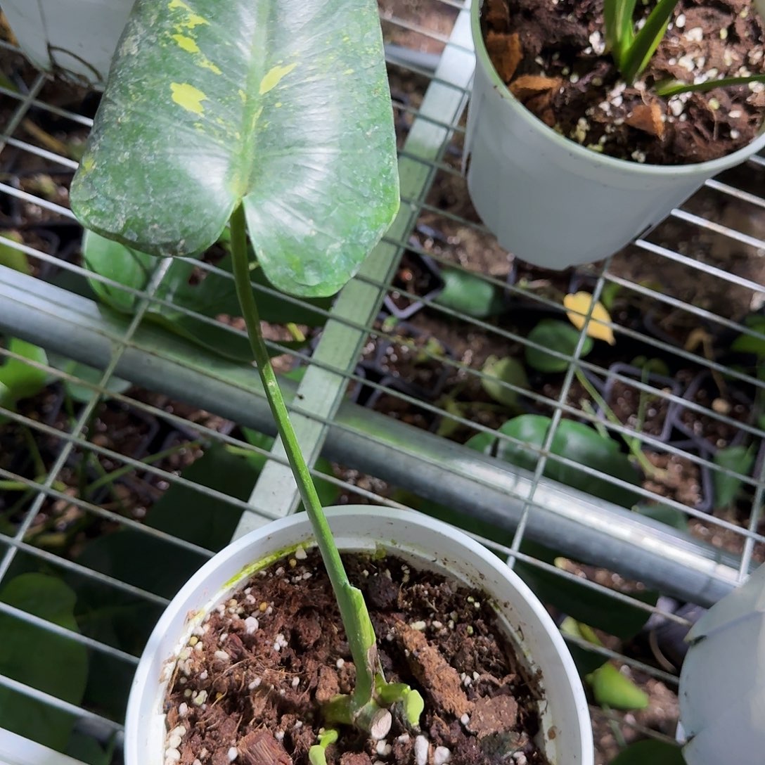 桃****无花朵龟背竹植物一物一拍