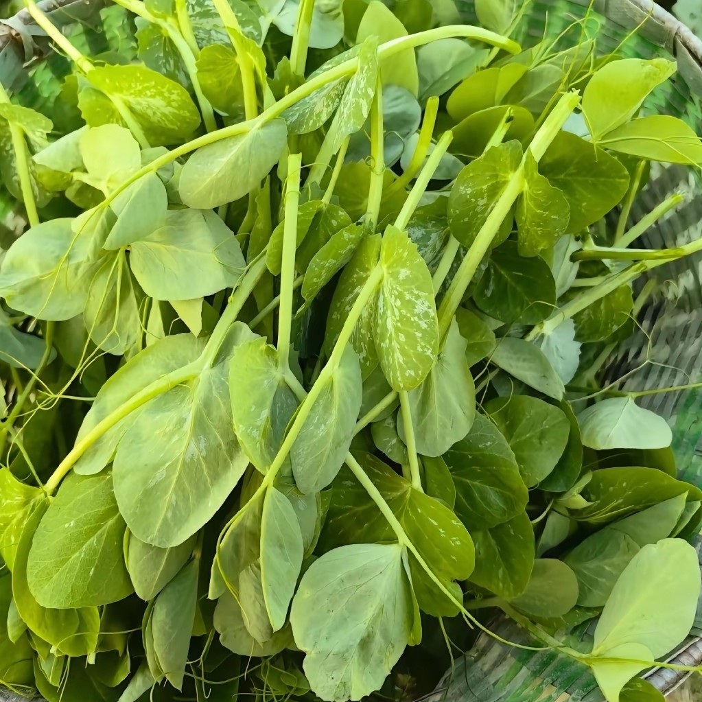 《秋田里》四川巴山农家自种新鲜蔬菜（家乡味道）