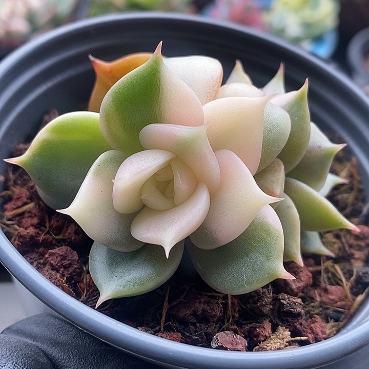 贝加尔湖复轮锦有点变异