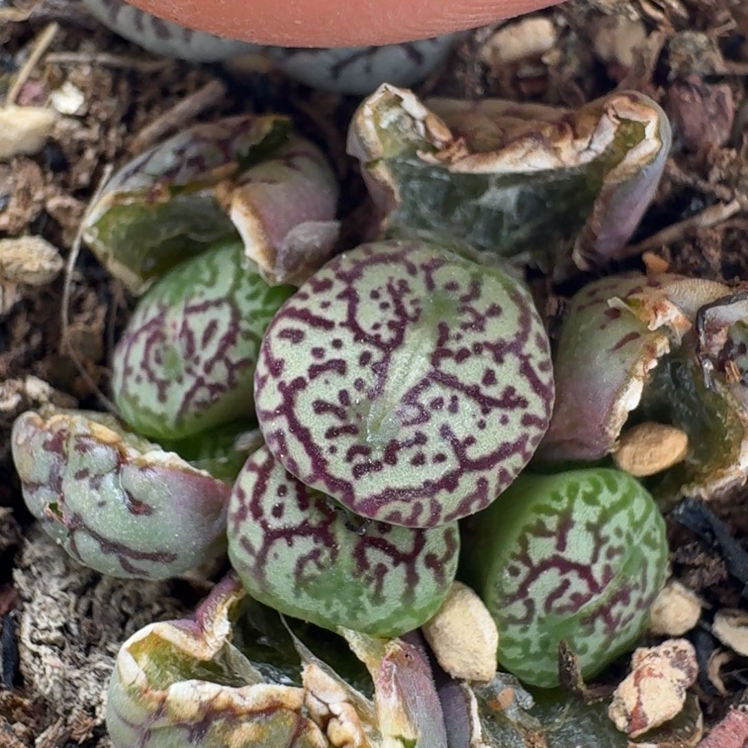 382墨脱土发货58588888