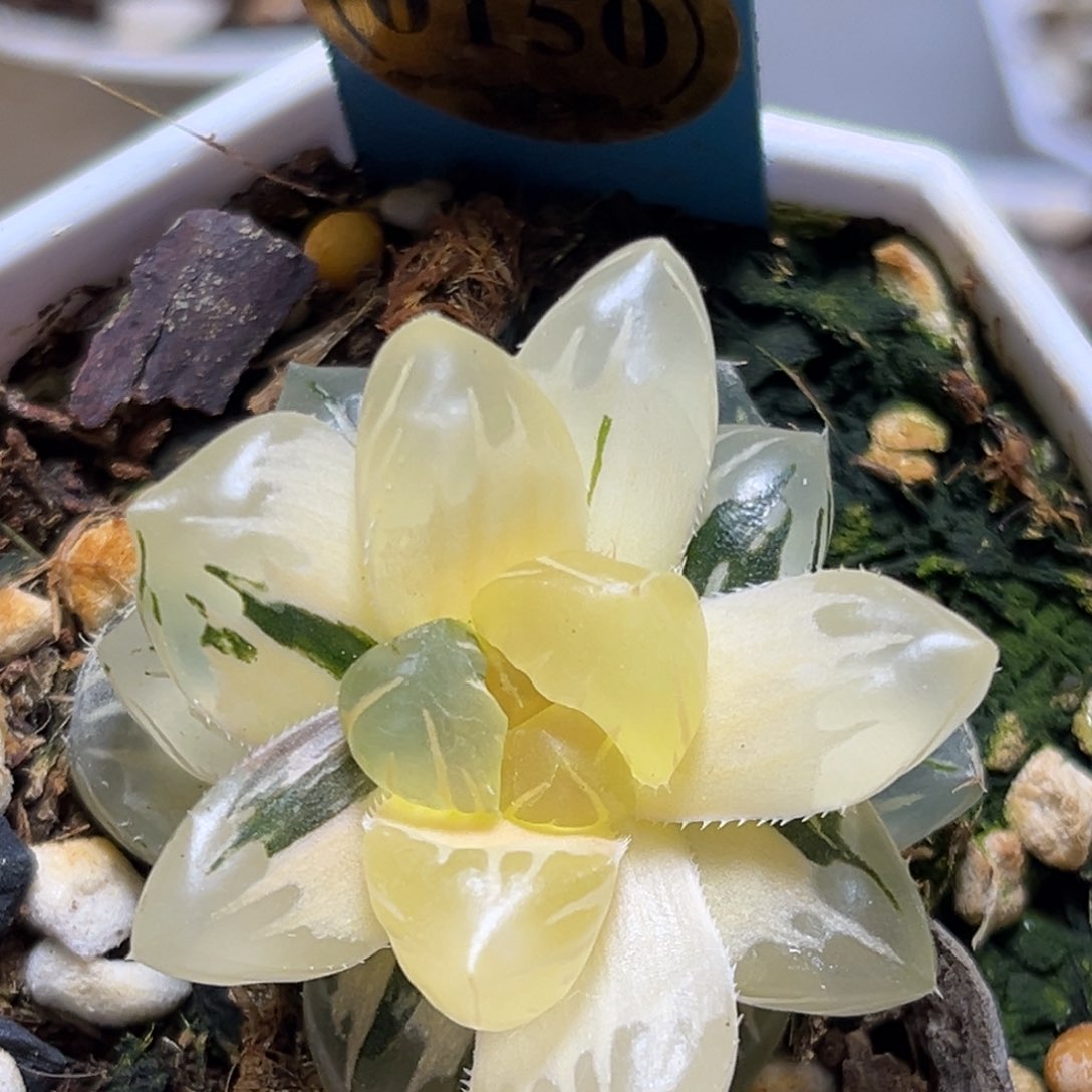 恭喜发财大吉大利0150