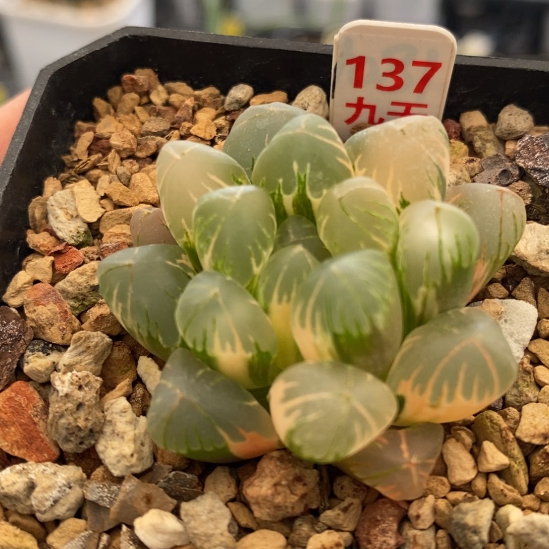 137号老川玉露锦带盆发货