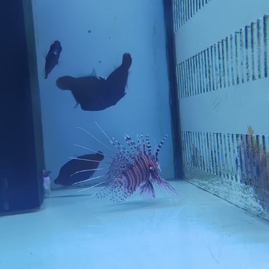 7+海水鱼一条海水鱼