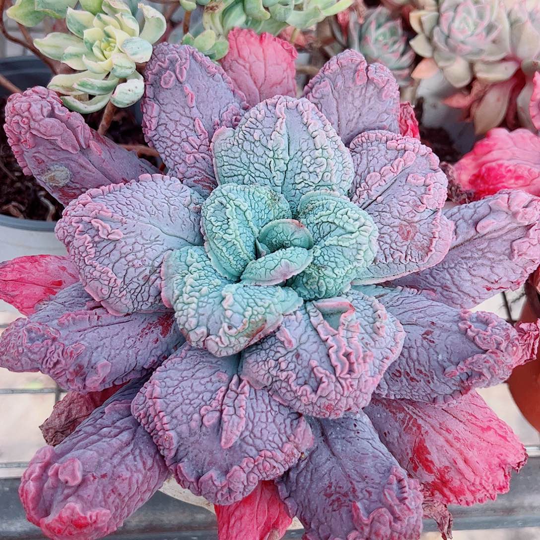 狂野男爵大单头精品