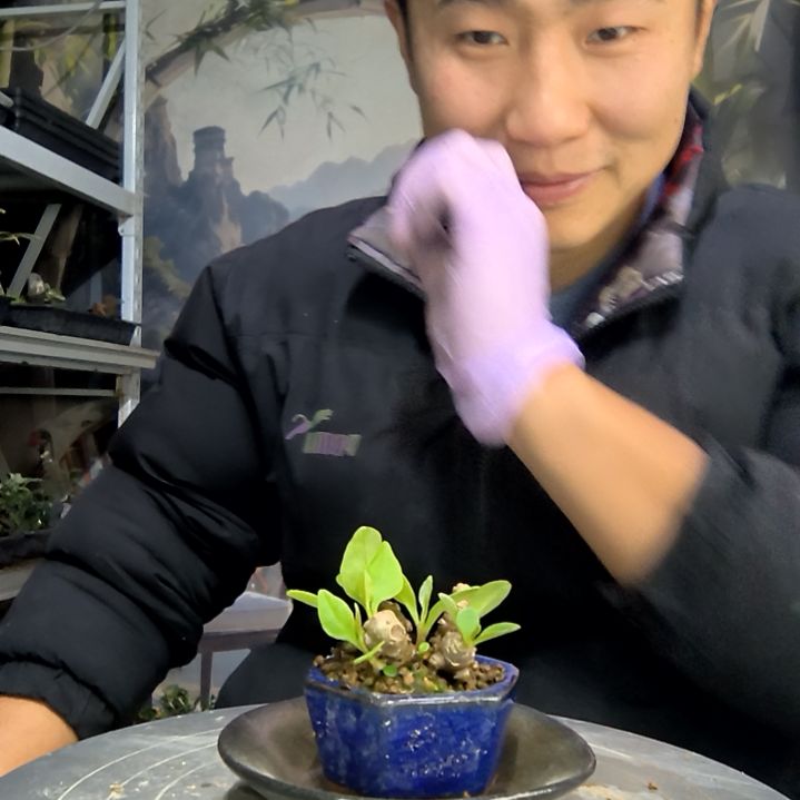野***g中青园艺一物一拍花113