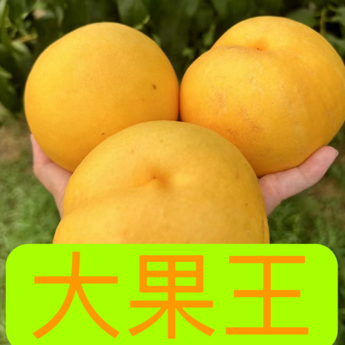 黄金蜜桃大果王油桃现摘现发顺丰礼盒发货