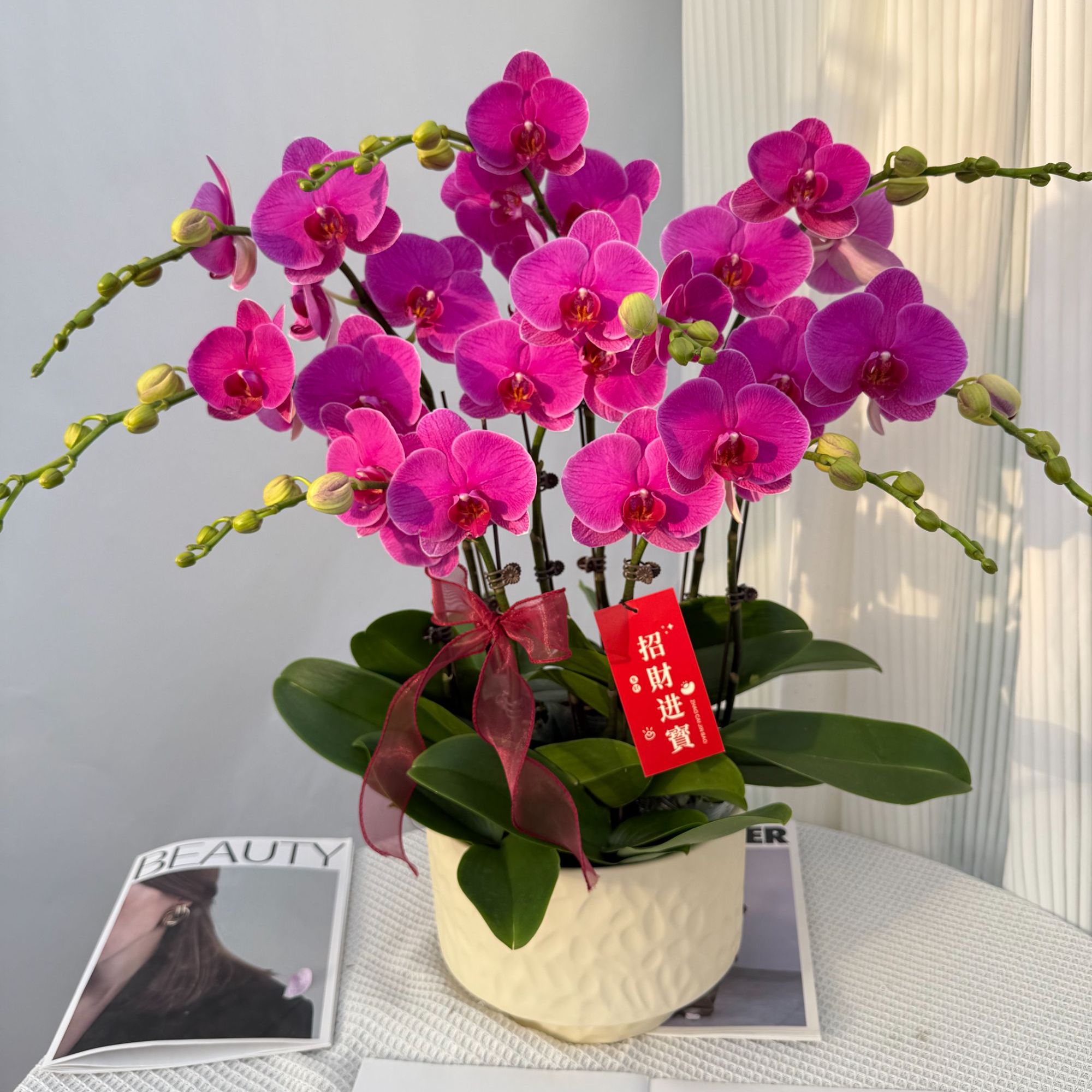 蝴蝶兰《恭喜发财》年宵花爆款 寓意好 花期长 送人送礼 基地直发 