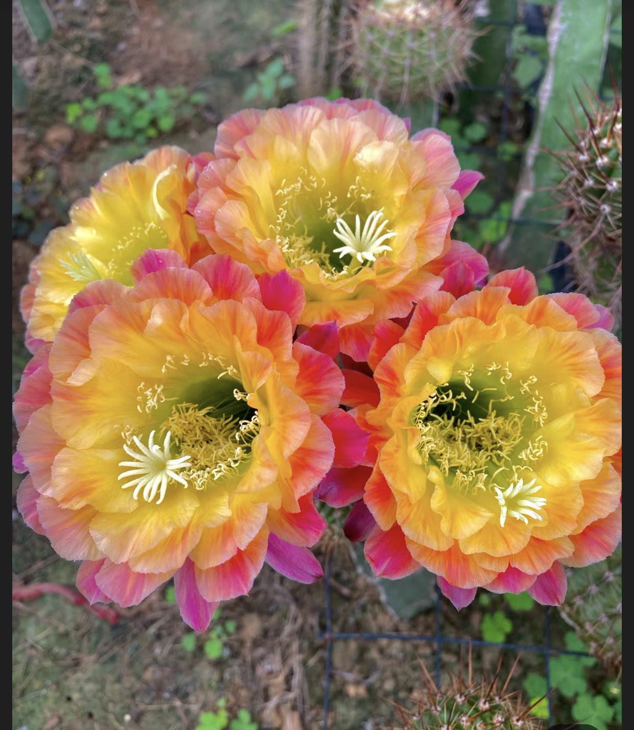 大满贯仙人球毛花柱侧芽5厘米侧芽
