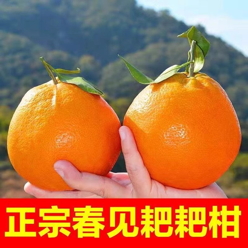  四川春见耙耙柑粑粑柑橘子甜当季整箱新鲜水果丑柑桔包邮