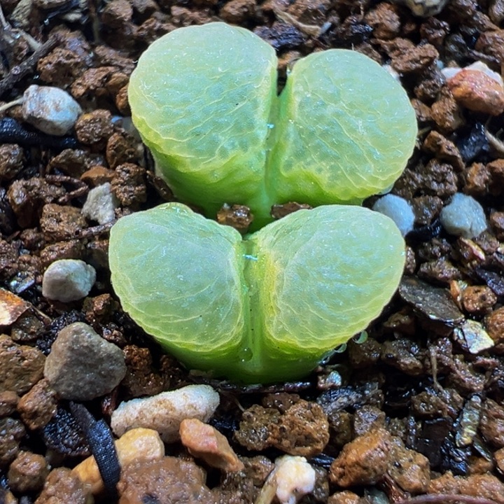 782多肉植物种类多样