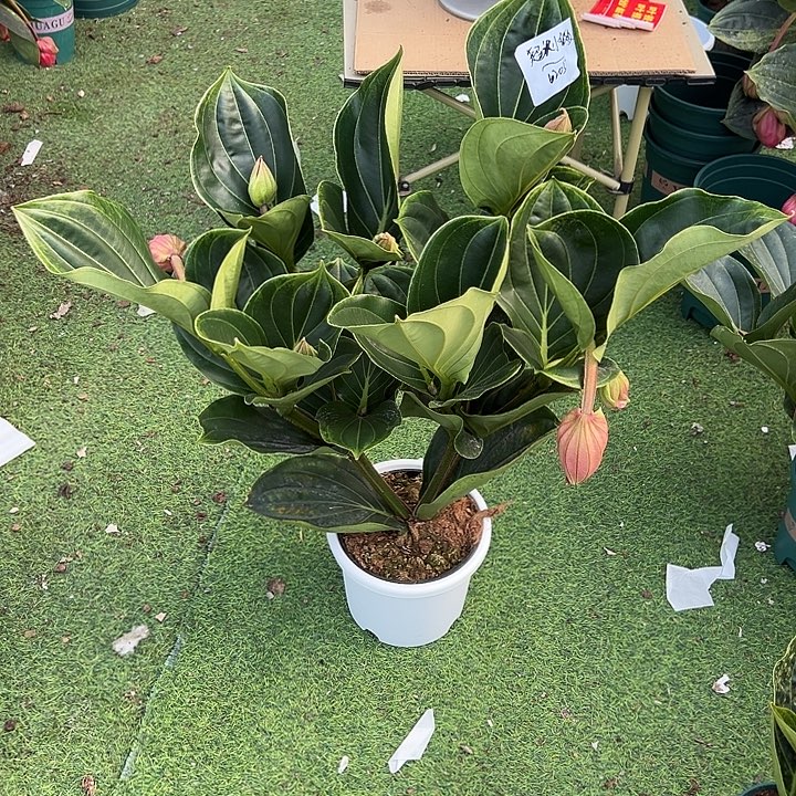 超***多少量花朵（建议范围：2朵-5朵 或40%以下）