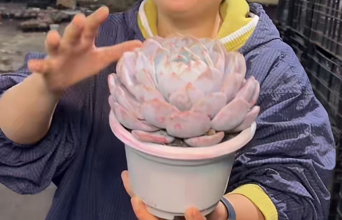 大单头包子橙叶展13CM 【满9.9包邮】