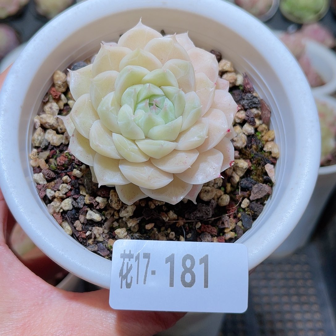 花利美17-181麦秆