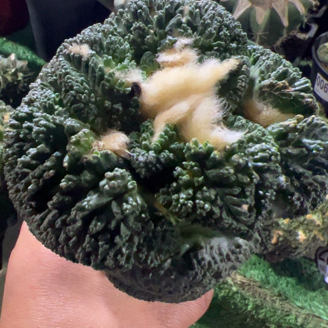 大尤哥斯拉牡丹522