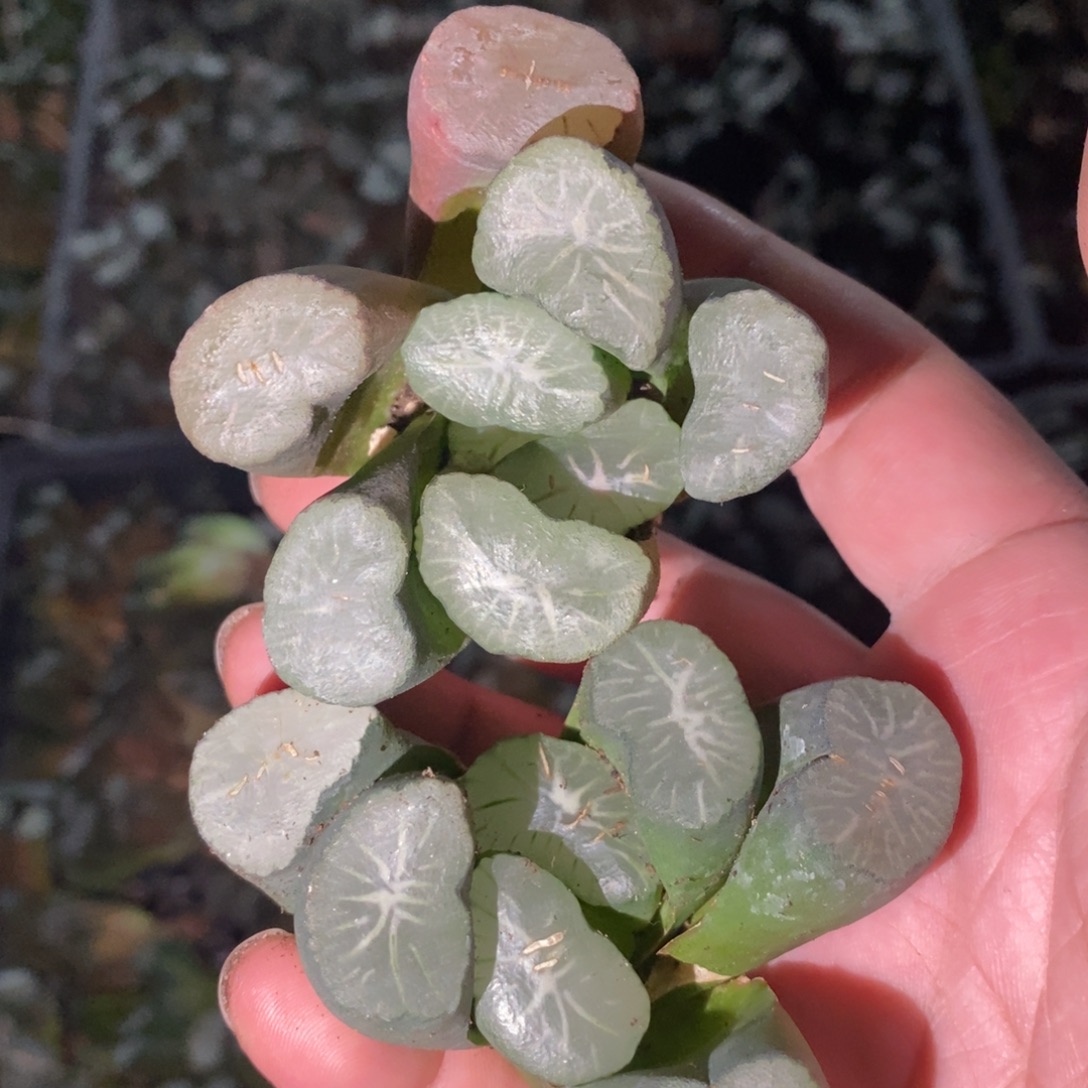 621 十二卷一颗实生大万象 周末整点福利