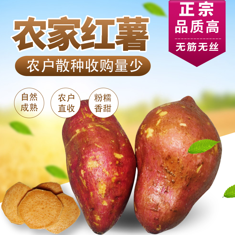 农家自种现挖沙地红薯2025新鲜西瓜蜜薯糖心白心黄心地瓜正宗番薯