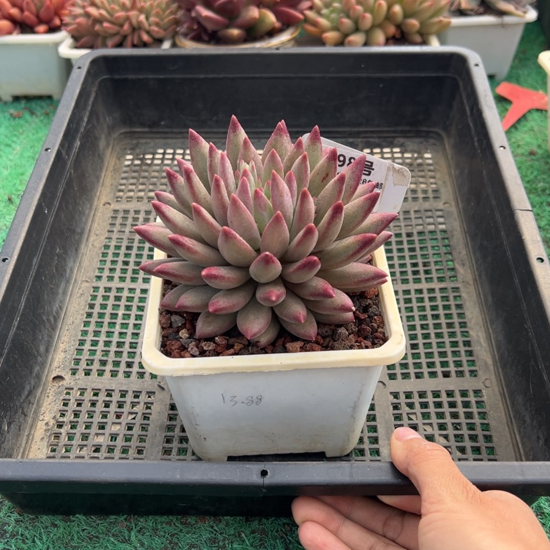 表妹精品多肉植物198.