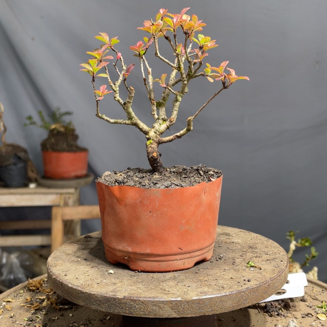 红陶风**阻晓翠盆景素材 风雨无阻