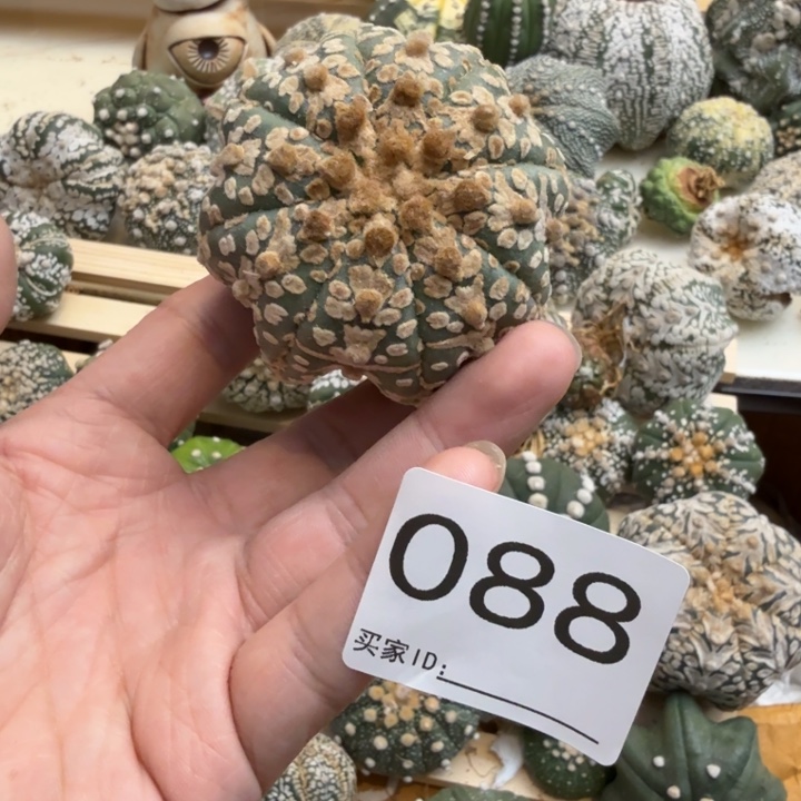 兜星球仙人球088号