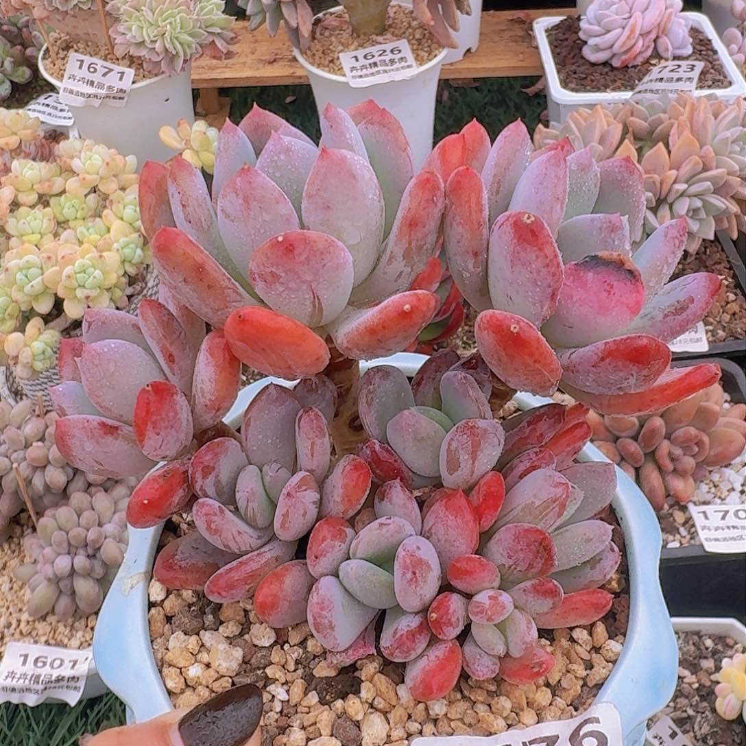 1676一物一拍（满28包邮）