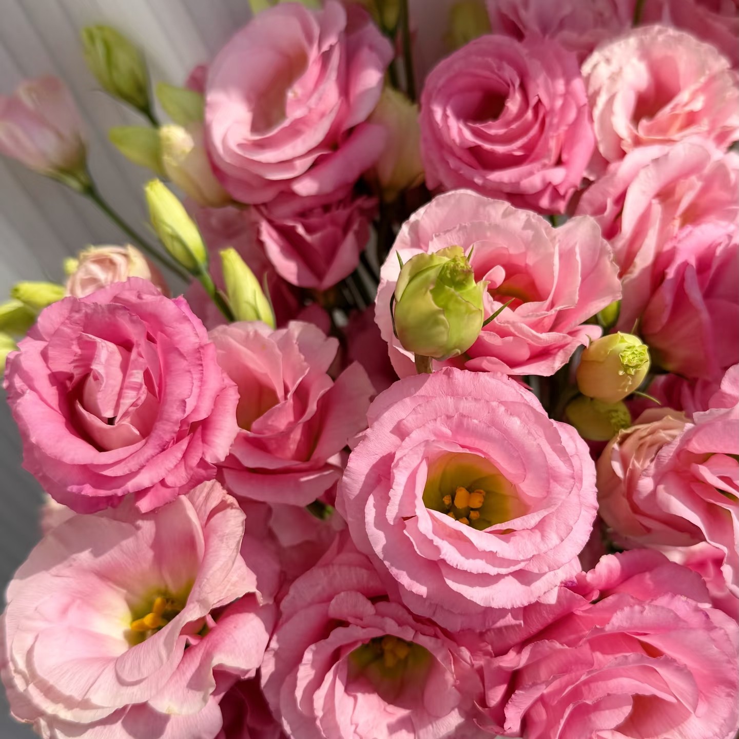 粉色洋桔梗700g-800g