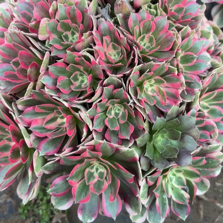 少女多肉法师不包损59