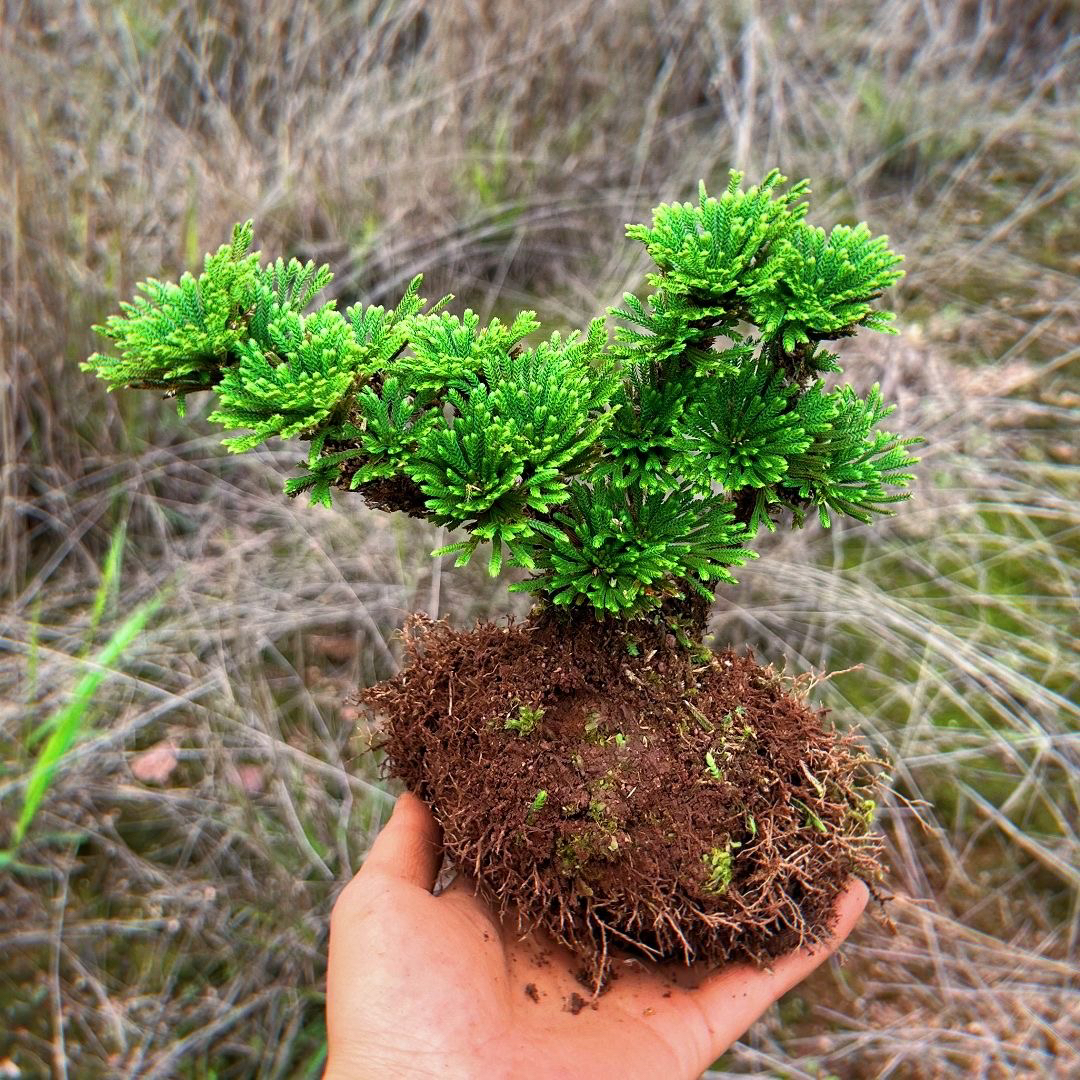 神奇植物九死还魂草卷柏见水还阳可用于室内外造景的绿植盆栽