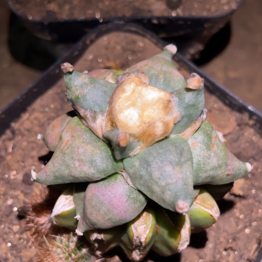 紫姬青瓷怒涛牡丹  仙人球