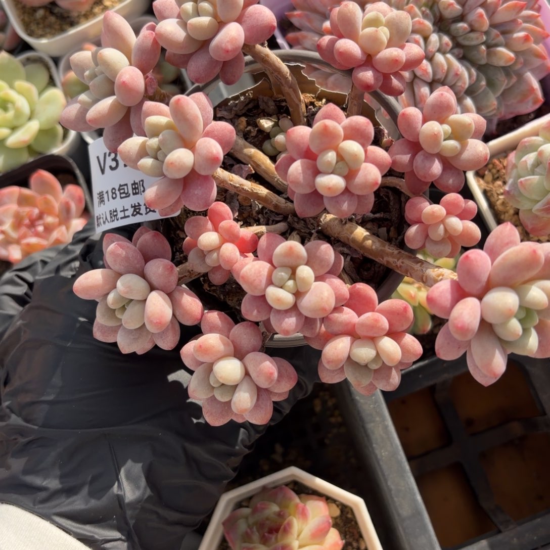 东篱下多肉植物39哈哈