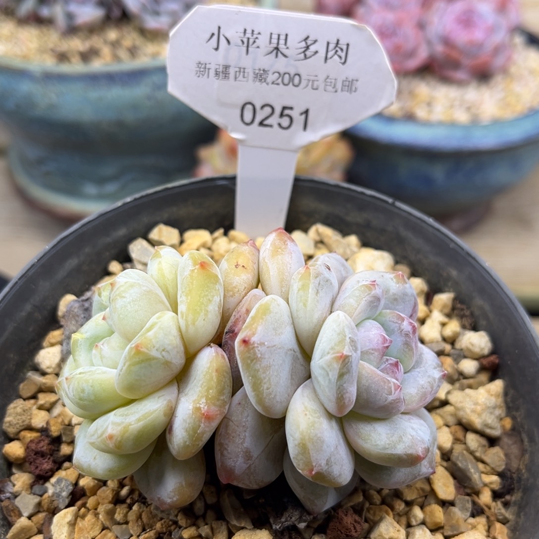 黄底紫心251/8cm2头