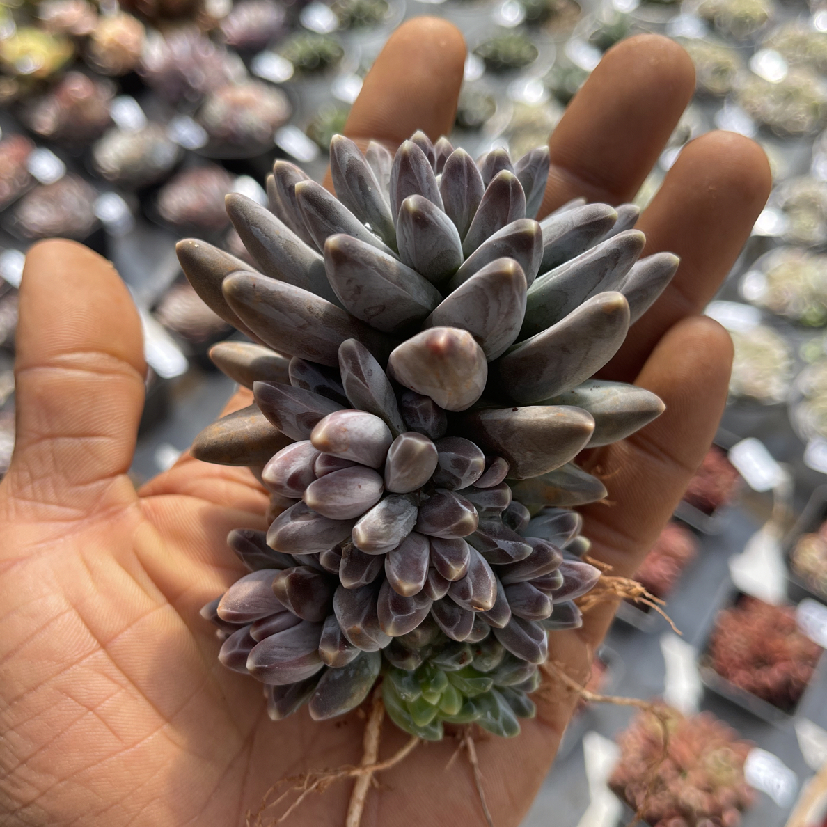 凤羽美人单头带崽 满18包邮 （不拍保温箱不包冻）