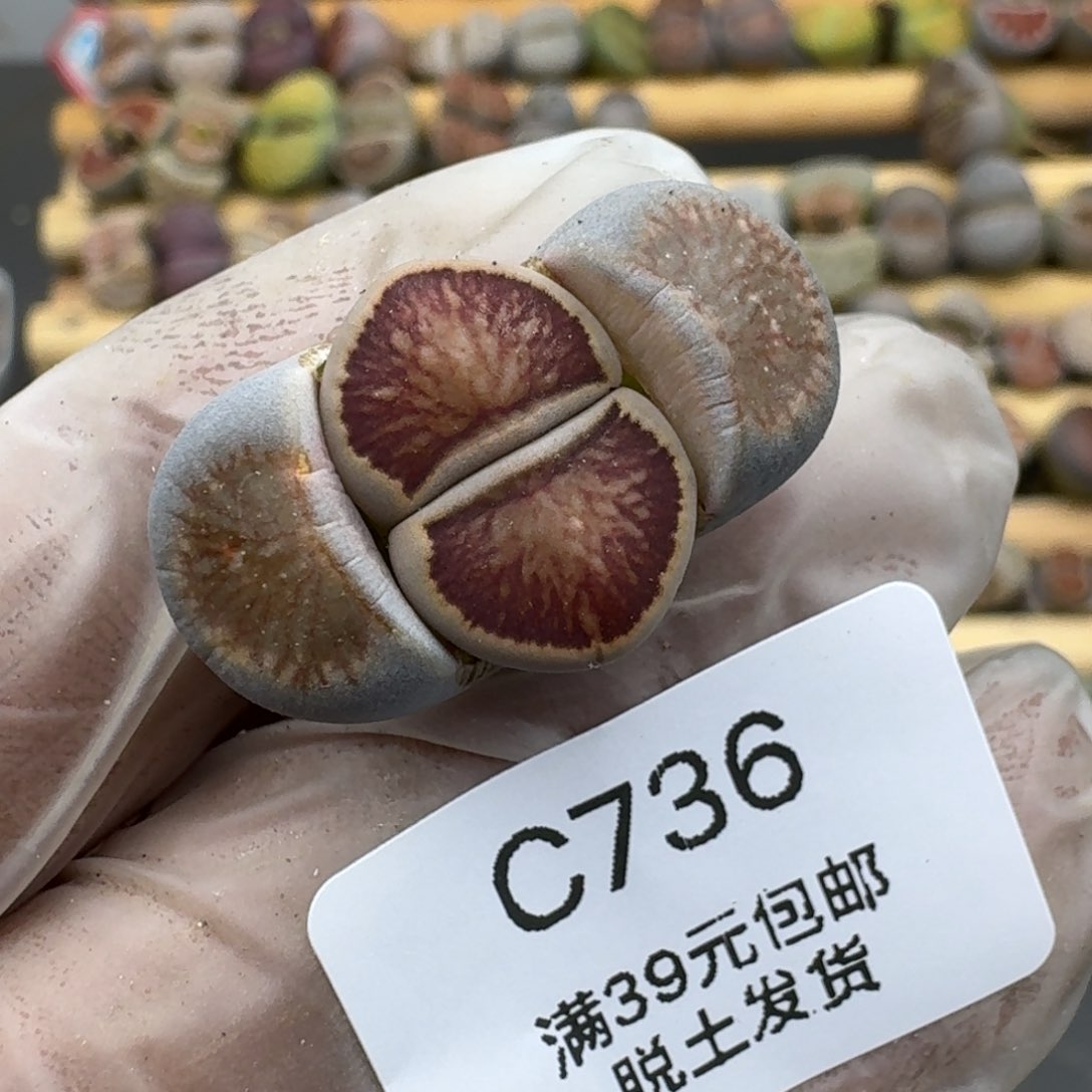 736哈哈哈哈哈哈哈哈哈哈