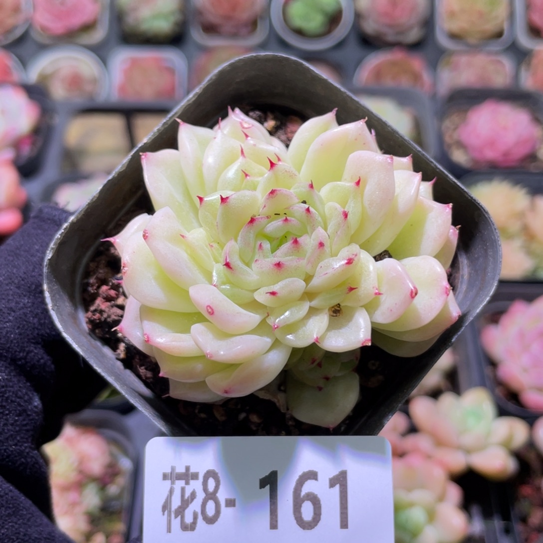 花利美8-161麦秆带仔