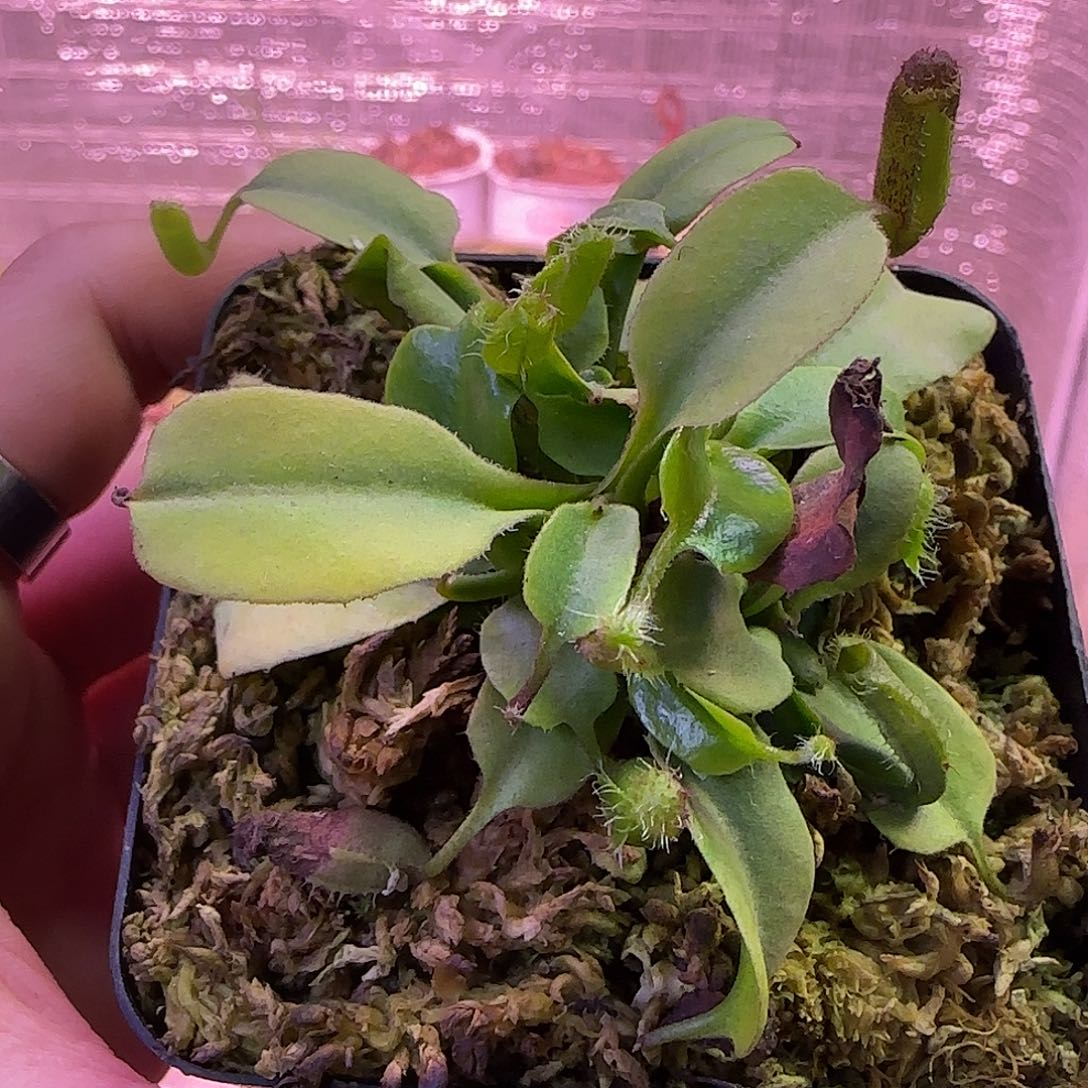 无花朵专拍猪笼草