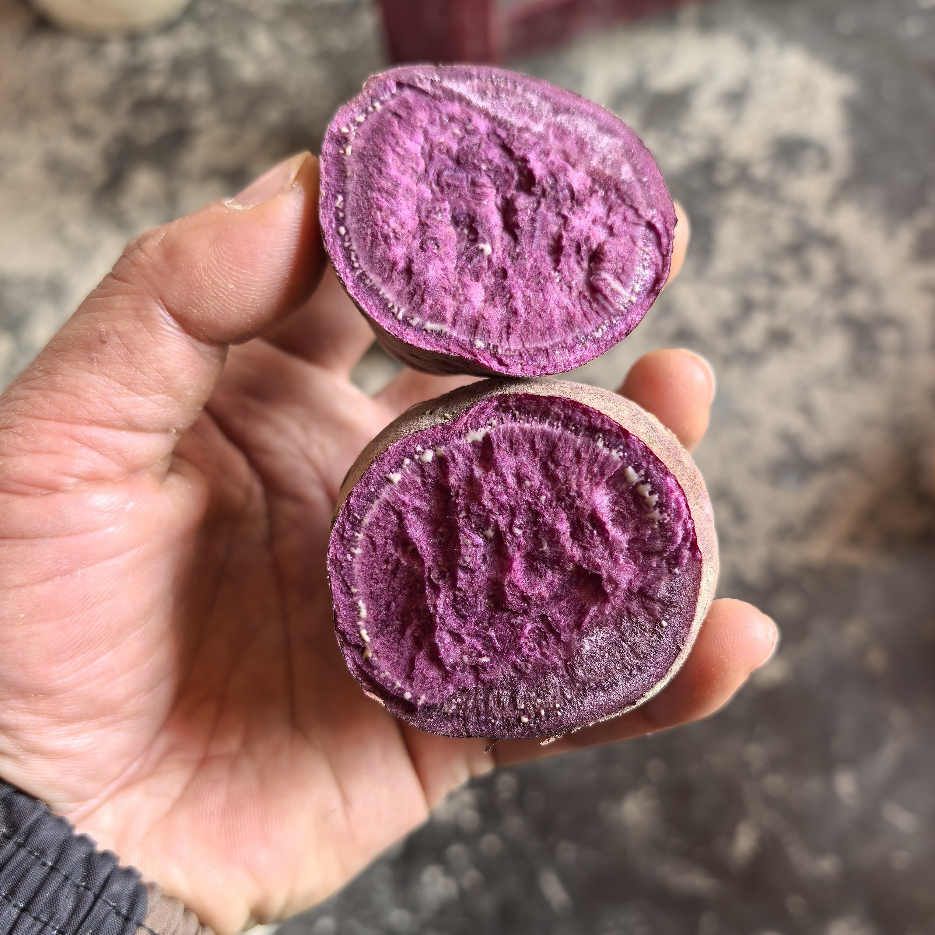 新鲜恩施农家紫薯