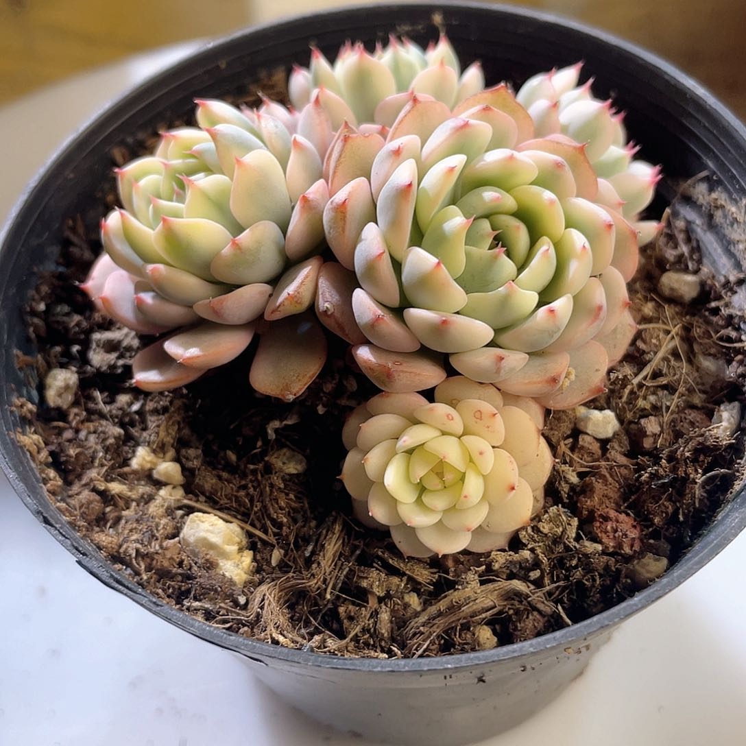 2309  姬莲锦 六月六