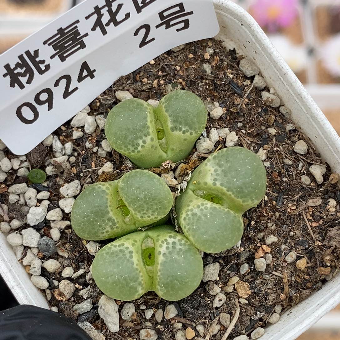 0924-2-樱花风铃。  
