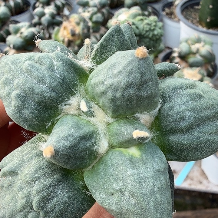 无花朵642怒涛牡丹