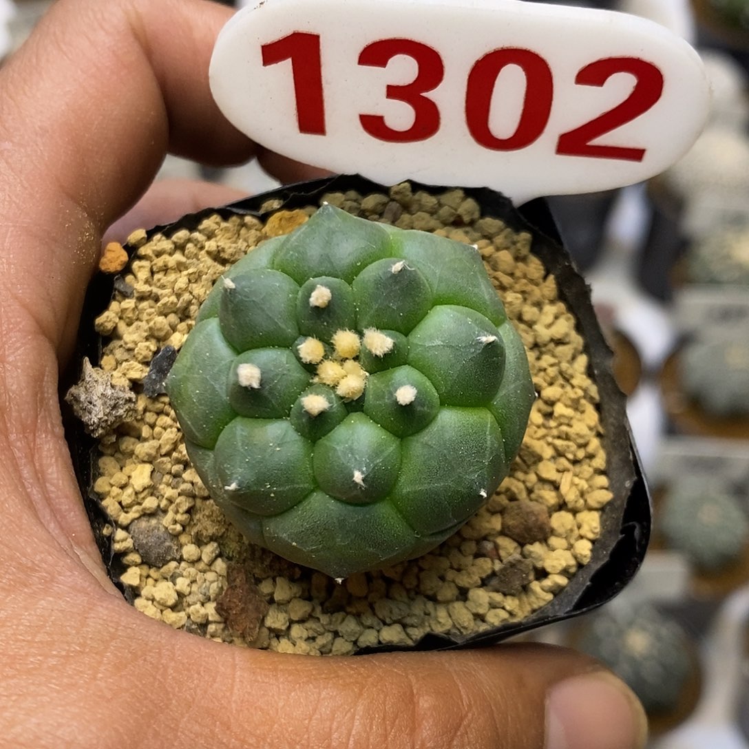 1304福利特价来了哦耶