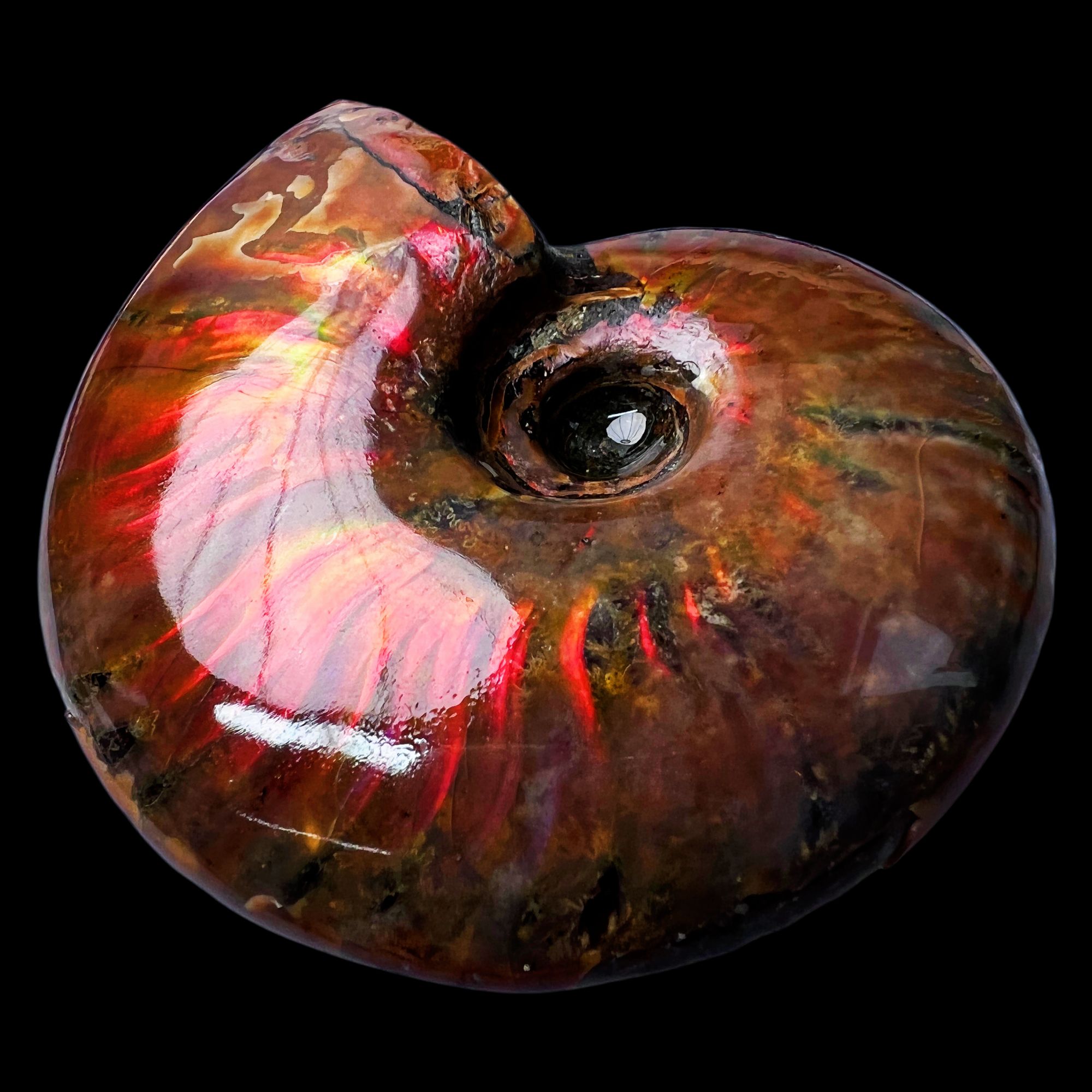 【 叶菊石（火凤凰）】79.8mm 马达加斯加 古贝壳 N-50 创意饰品 A30